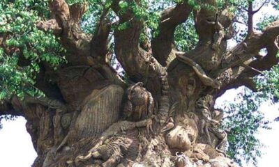Anunuebe Tree (Oke Osisi Anunuebe)