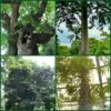 pictures of four mystic trees, Anunuebe, Iroko, Oji(Iroko), Oji(Kolanut); their mystical attributes, spiritual significances and medicinal utilities.