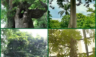 pictures of four mystic trees, Anunuebe, Iroko, Oji(Iroko), Oji(Kolanut); their mystical attributes, spiritual significances and medicinal utilities.