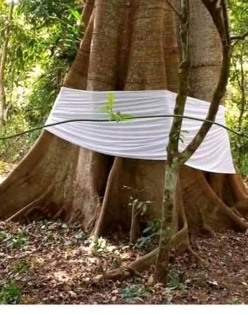 Why Do They Wrap White Clothes Around Some Trees in Igbo Land? By Nze ...