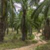 The Hidden Treasure of the Palm Tree in Igbo Culture: Meanings Most People Never Knew || Nnewi City