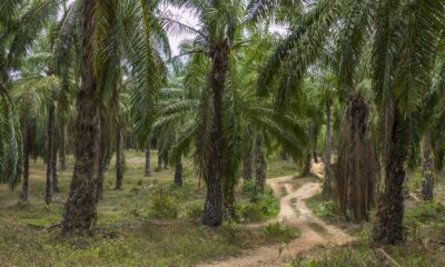 The Hidden Treasure of the Palm Tree in Igbo Culture: Meanings Most People Never Knew || Nnewi City