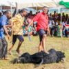 Odi Ogori Ba Uge Festival: A Unique Celebration of Victory and Cultural Heritage ... || Nnewi City