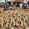 Yam - King of Crops in Igboland: History, Cultural Meaning, and Economic Importance || Nnewi City
