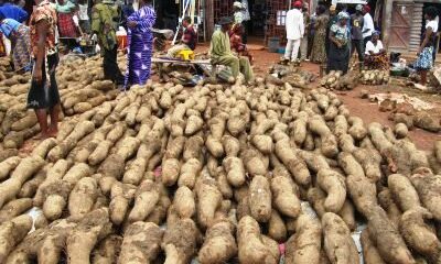 Yam - King of Crops in Igboland: History, Cultural Meaning, and Economic Importance || Nnewi City