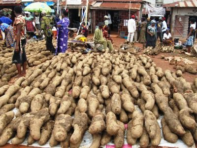 Yam - King of Crops in Igboland: History, Cultural Meaning, and Economic Importance || Nnewi City