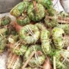 Aju Mbaise: Origins, Ancient Herbal Secrets, and Cultural Significance in Igbo Traditional Medicine || Nnewi City