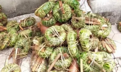 Aju Mbaise: Origins, Ancient Herbal Secrets, and Cultural Significance in Igbo Traditional Medicine || Nnewi City