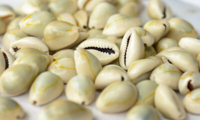 The Remarkable Symbolism of Cowry Shells in Igbo Traditions || Nnewi City