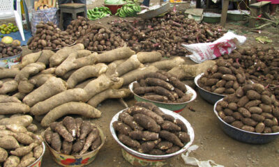 Igbo Staple Foods: The Cultural and Historical Roots of Top Traditional Igbo Diet || Nnewi City