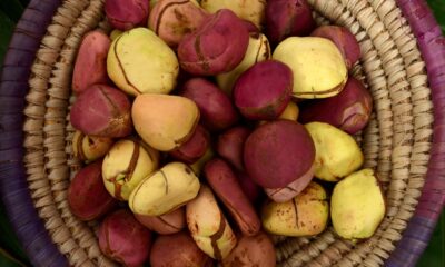 The Symbolism of Kola Nut in Igbo Tradition: Deep Meaning, Rituals, and Cultural Significance || Nnewi City