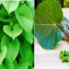 15 Powerful Medicinal Plants in Igboland and Their Traditional Healing Uses Nnewi City