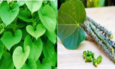 15 Powerful Medicinal Plants in Igboland and Their Traditional Healing Uses Nnewi City