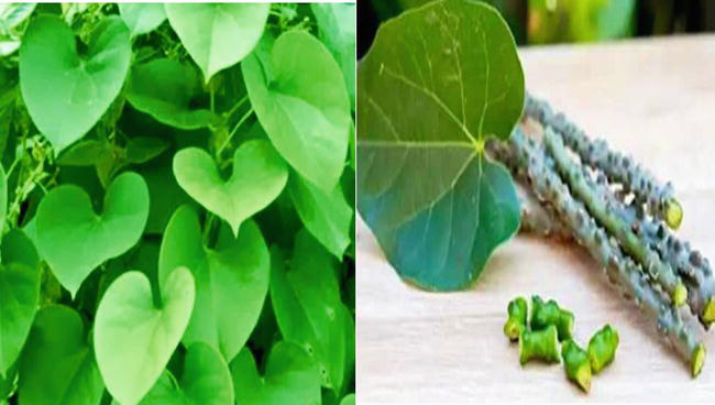 15 Powerful Medicinal Plants in Igboland and Their Traditional Healing Uses Nnewi City