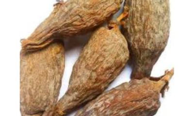 Spiritual Symbolism of Ose Oji (Alligator Pepper) in Igbo Culture || Nnewi City