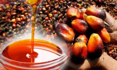 Palm Oil (Mmanu Igbo) in Igbo Society: Cultural Significance and Economic Importance || Nnewi City