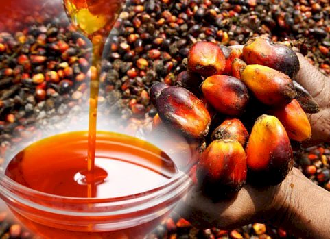 Palm Oil (Mmanu Igbo) in Igbo Society: Cultural Significance and Economic Importance || Nnewi City