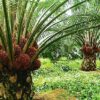 The Historical Importance of Palm Products in Igbo Society || Nnewi City