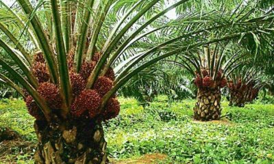The Historical Importance of Palm Products in Igbo Society || Nnewi City