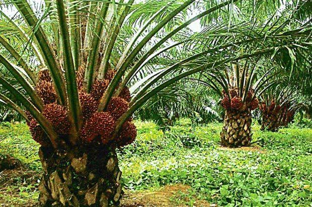 The Historical Importance of Palm Products in Igbo Society || Nnewi City