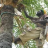 Palm Wine (Nkwu Ocha) in Igbo Culture: Remarkable Symbolism and Cultural Uses || Nnewi City