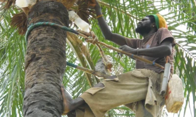 Palm Wine (Nkwu Ocha) in Igbo Culture: Remarkable Symbolism and Cultural Uses || Nnewi City