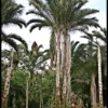 Raffia Palm: A Powerful Cultural and Economic Resource in Igbo Society || Nnewi City