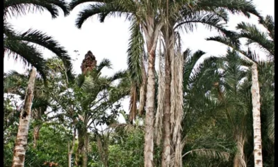 Raffia Palm: A Powerful Cultural and Economic Resource in Igbo Society || Nnewi City