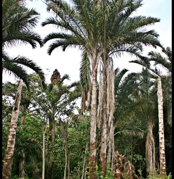 Raffia Palm: A Powerful Cultural and Economic Resource in Igbo Society || Nnewi City